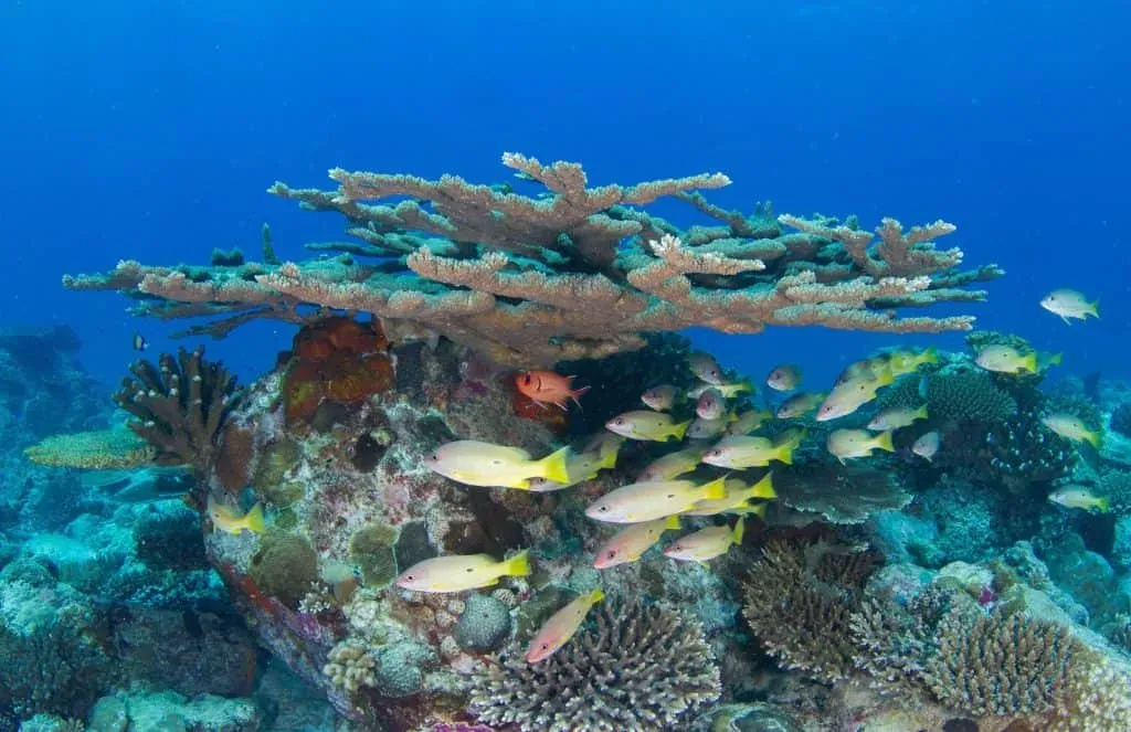 A vibrant coral reef teeming with colorful fish and marine life in the crystal-clear waters of Seychelles.