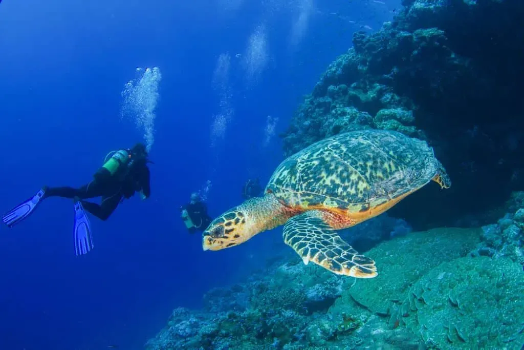 Scuba divers exploring underwater coral reefs alongside a majestic hawksbill turtle in the clear blue waters of Seychelles.