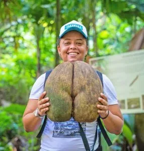 Visitor holding a large coco de mer seed (Lodoicea maldivica) in Jardin Marron, surrounded by lush island forest in Seychelles.