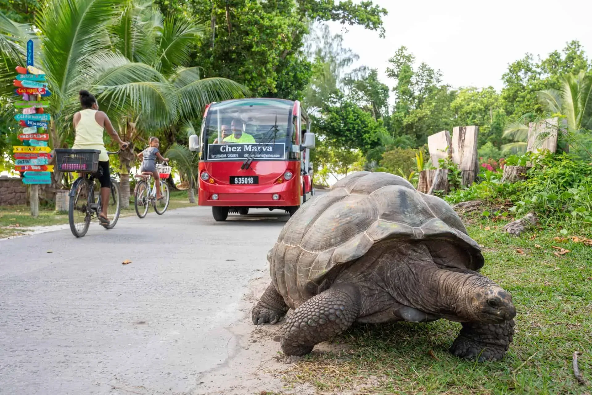 Aldabra giant tortoise walking by a rural roadside on La Digue, Seychelles, with local bicycles and a red electric shuttle bus in the background.