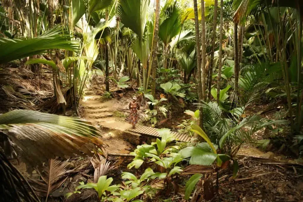 Woman walking along a shaded forest trail surrounded by endemic palms and lush foliage in Vallee de Mai, Seychelles.