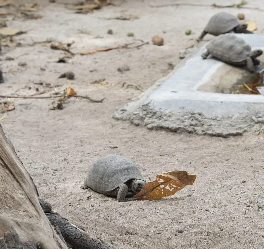 Young Aldabra tortoises exploring sandy ground and a shallow water trough at Desroches Island, Seychelles.