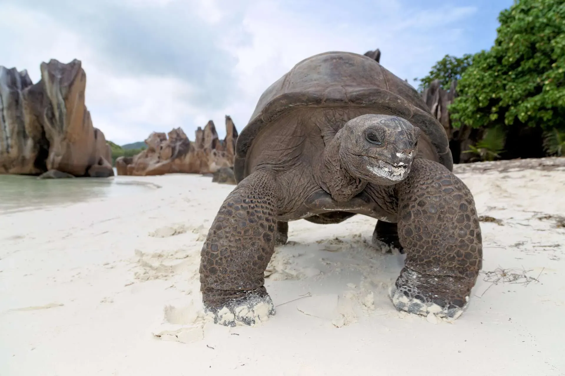 Aldabra giant tortoise walking on white sand beach with granite boulders and green vegetation on Curieuse Island, Seychelles.