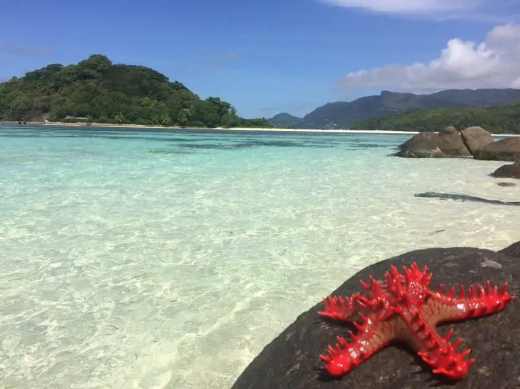 Bright red starfish resting on a granite rock above clear turquoise shallow water, with distant green islands and mountains in Seychelles.