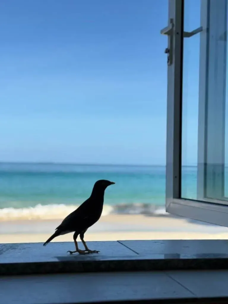 Silhouette of a bird perched on a windowsill with an open window, overlooking a sandy beach and turquoise ocean in Seychelles.