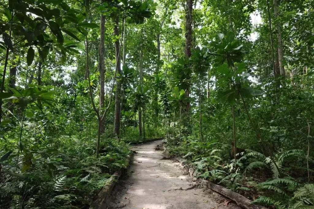 Shaded walking trail winding through lush tropical forest with dense green foliage in Seychelles.